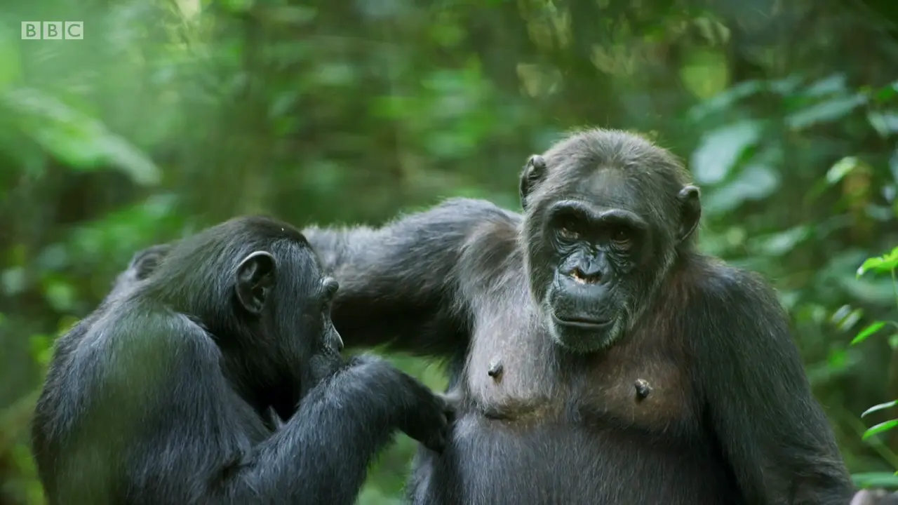 Eastern chimpanzee (Pan troglodytes schweinfurthii) as shown in The Mating Game - Jungles: In the Thick of It